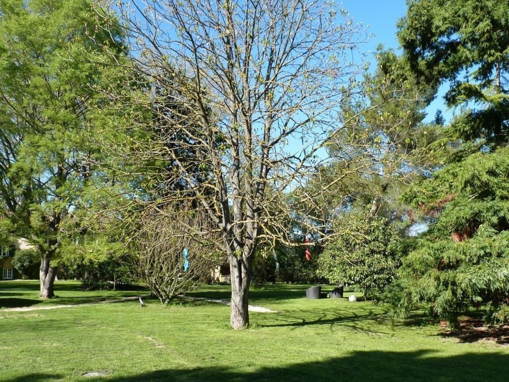 Domaine De Rhodes B&B Avignon Eksteriør billede